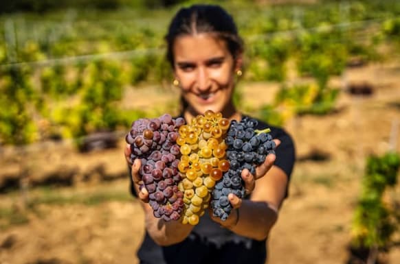 tour wine costa brava