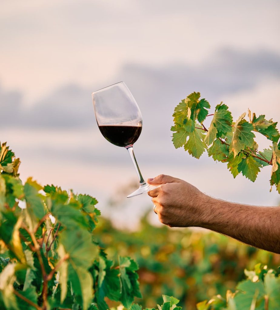 wine vineyard bcn